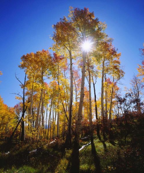 Utah, Fall colors of Aspen trees